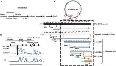 Persistence of Hepatitis B Virus Infection: A Multi-Faceted Player for Hepatocarcinogenesis